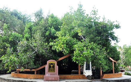 Ngắm “Lão Bạch mai” 300 tuổi ở miền Tây - 3