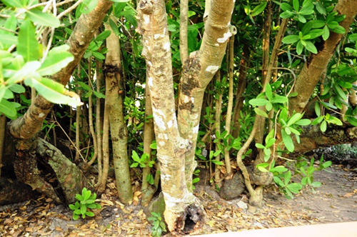 Ngắm “Lão Bạch mai” 300 tuổi ở miền Tây - 4