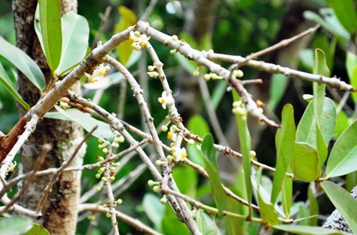 Ngắm “Lão Bạch mai” 300 tuổi ở miền Tây - 8