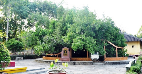 Ngắm “Lão Bạch mai” 300 tuổi ở miền Tây - 9