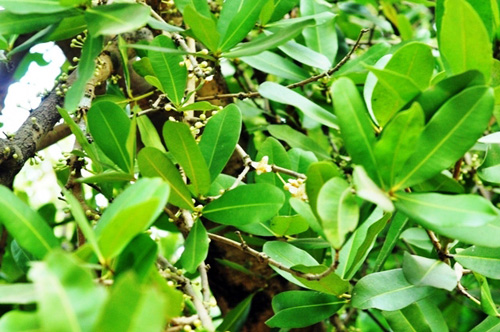 Ngắm “Lão Bạch mai” 300 tuổi ở miền Tây - 10