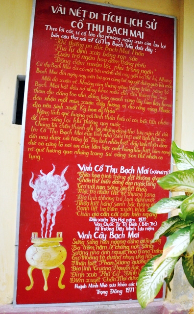 Ngắm “Lão Bạch mai” 300 tuổi ở miền Tây - 12