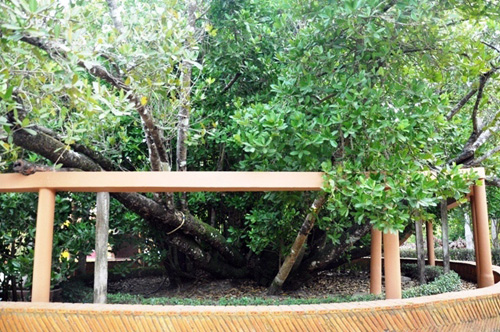 Ngắm “Lão Bạch mai” 300 tuổi ở miền Tây - 11