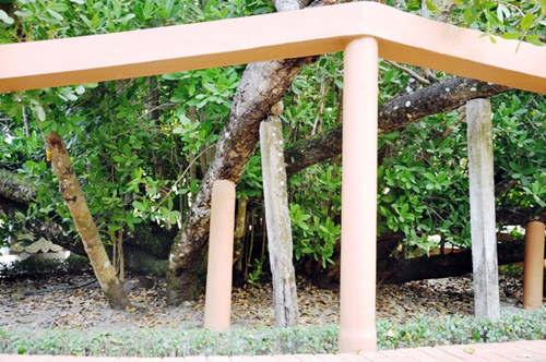 Ngắm “Lão Bạch mai” 300 tuổi ở miền Tây - 6