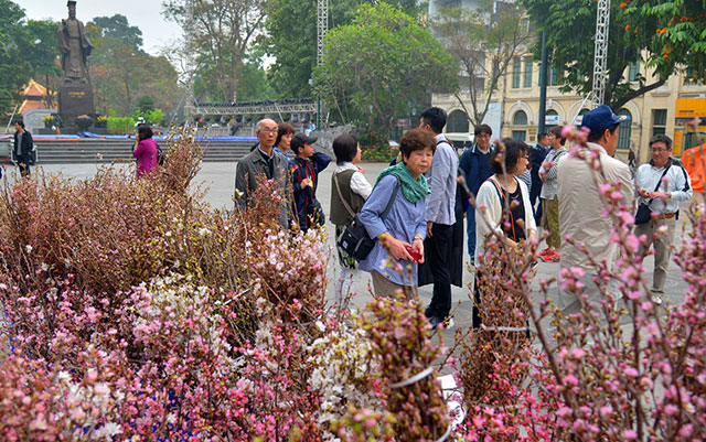 Vạn cành anh đào Nhật Bản khoe sắc giữa lòng Hà Nội - 7