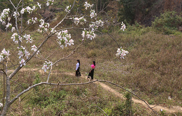 Thiếu nữ Thái e ấp bên hoa ban rừng tháng 3 - 7