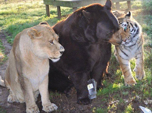 Bất ngờ tình bạn thân 15 năm giữa gấu, sư tử và hổ - 1