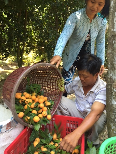Thanh trà miền Tây mất mùa, giá tăng gấp 3 - 3