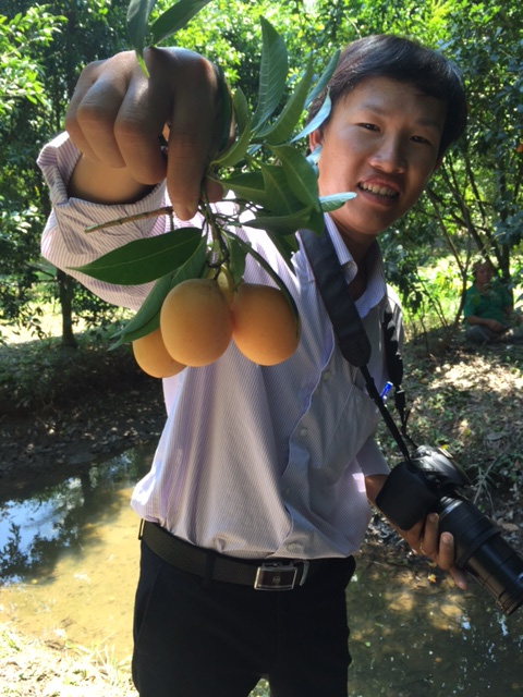 Thanh trà miền Tây mất mùa, giá tăng gấp 3 - 4
