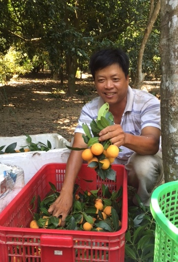 Thanh trà miền Tây mất mùa, giá tăng gấp 3 - 5