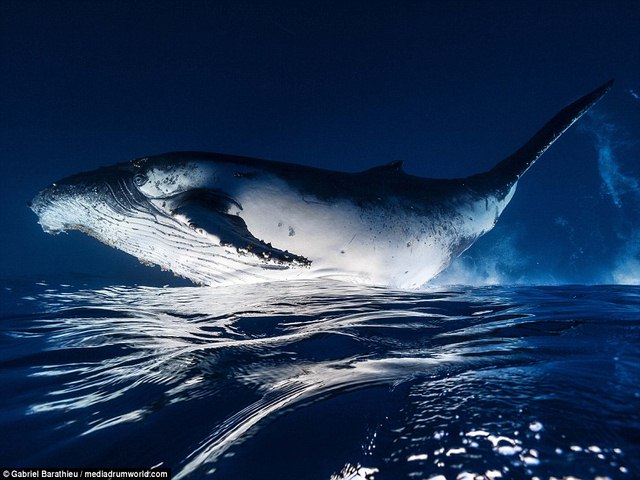 Chiêm ngưỡng toàn cảnh cá voi 40 tấn bơi lội dưới biển - 1