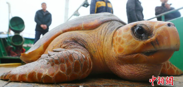 Từ chối 1500USD, thả "cụ rùa" khổng lồ trăm tuổi về biển - 1