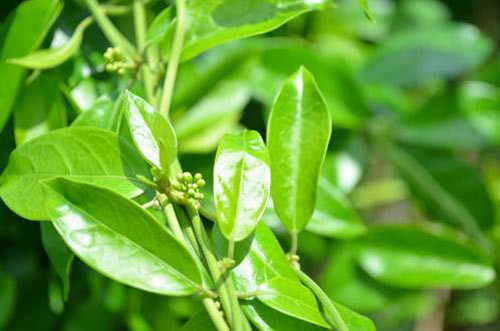 Cẩn trọng khi mua Dây thìa canh chữa tiểu đường - 2