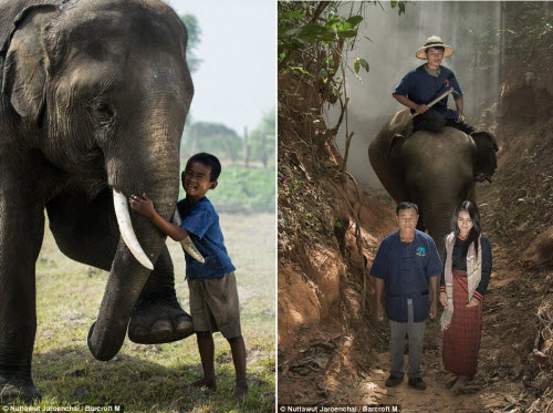 Ảnh: Ngôi làng thuần hóa voi cuối cùng ở Thái Lan - 1
