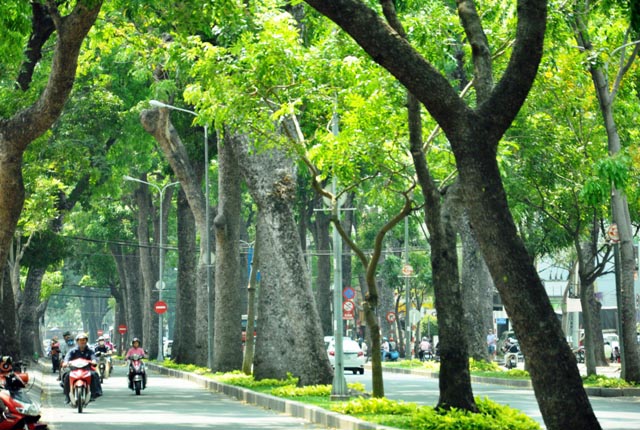 Sắp &#34;khai tử&#34; hàng cây sọ khỉ cổ thụ ở trung tâm Sài Gòn - 1