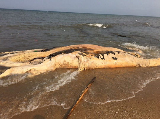 Xác cá voi khổng lồ dạt vào bờ biển Quảng Bình - 1
