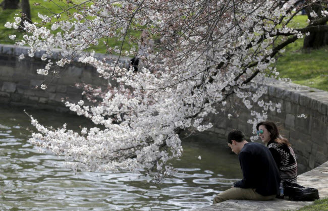 Cặp đôi ngồi tâm sự dưới tán cây hoa anh đào đang khoe sắc cạnh bờ hồ Tidal Basin ở Washington.