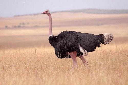 Điểm mặt 6 loài chim lớn nhất thế giới - 1