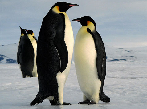 Điểm mặt 6 loài chim lớn nhất thế giới - 3