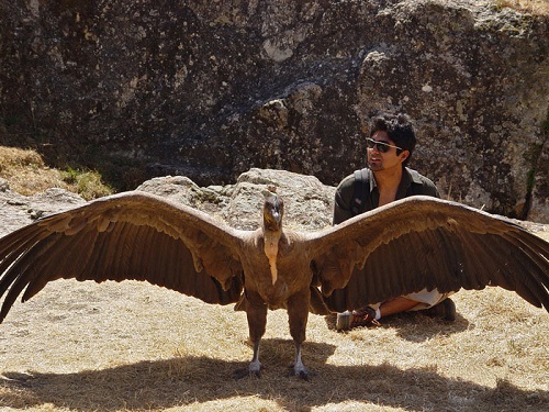 Điểm mặt 6 loài chim lớn nhất thế giới - 6