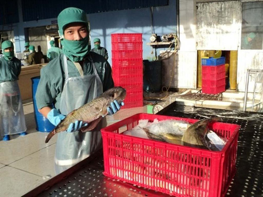 “Vỡ mộng” xuất khẩu cá nóc - 1