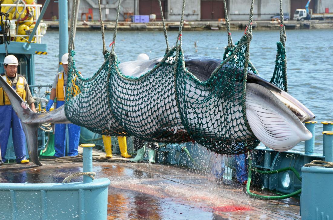 Nhật bị chỉ trích vì giết hại 333 cá voi mũi nhọn - 1
