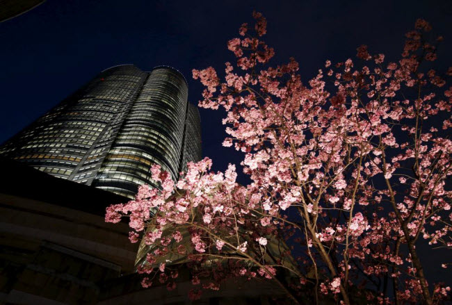 Hoa anh đào nở rực rỡ trong đêm cạnh tòa nhà Roppongi Hills Mori ở thành phố Tokyo.