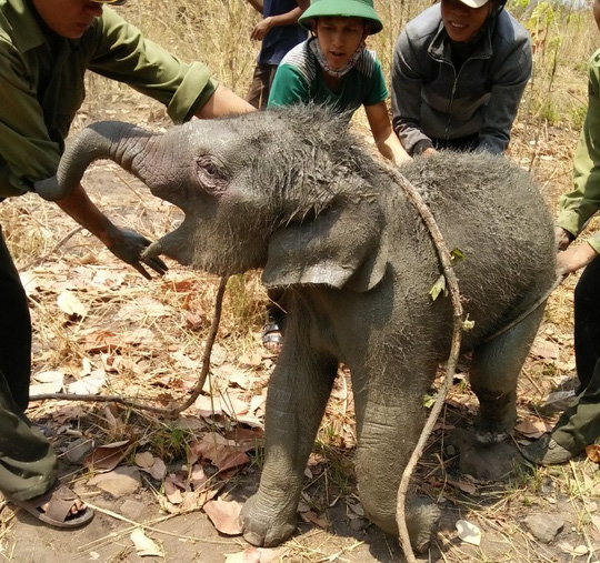 Giải cứu voi rừng 2 tháng tuổi rơi xuống giếng - 1