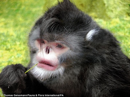 5 loài khỉ kì lạ nhất thế giới - 1