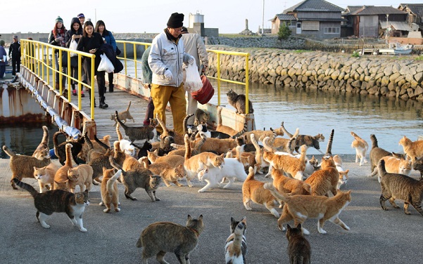 Thăm nơi mèo đông gấp 6 lần người ở Nhật Bản - 1