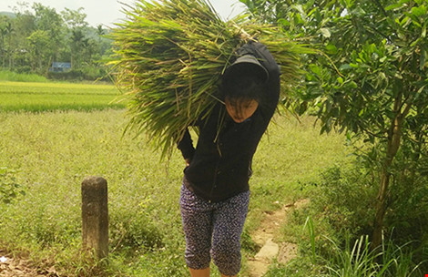 Lúa cháy đen, dân Quảng Nam cắt cho bò ăn - 1