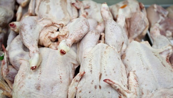 100% gà Trung Quốc nhập vào Việt Nam là trái phép - 1