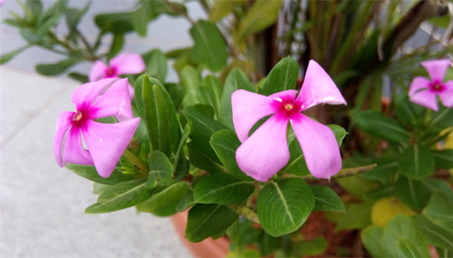 InFocus V5 “lên ngôi” nhờ cấu hình khủng, thiết kế đẹp, giá rẻ - 5