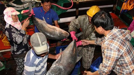 10 tấn cá bè quỵt ở Quảng Trị