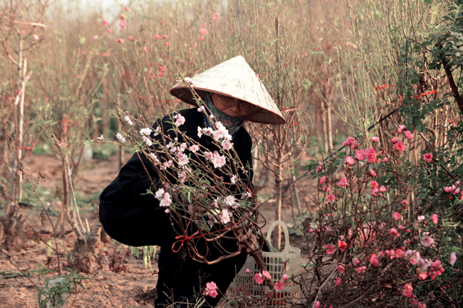 Bà Hoa, chủ vườn đào ở Quảng Bá (Tây Hồ, Hà Nội) cho biết, năm nay trời nắng ấm, đào nở rộ, khiến việc ép cây ra hoa đúng dịp Tết Nguyên đán gặp nhiều khó khăn.&nbsp;