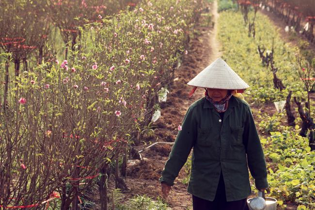 Cả làng Nhật Tân trồng đào nhưng mỗi nhà lại chơi một kiểu, có nhà trồng đào cành, có nhà trồng đào cây, đào thế. Đào cành trồng dễ, lợi nhuận ít, trồng đào thế mất công chăm sóc nhưng lợi nhuận cao.