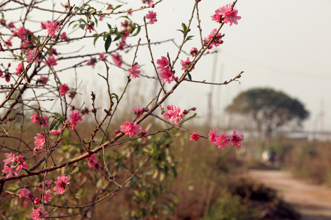 Trồng&nbsp; đào không dễ như trồng mai, người nông dân phải thức đêm, dậy sớm đi lấy đất vun cho cây, đất phải lấy là đất phù sa sông Hồng cây ra hoa mới đẹp.