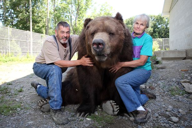 Cặp đôi Mỹ sống hạnh phúc cùng gấu nặng hơn 6 tạ - 1