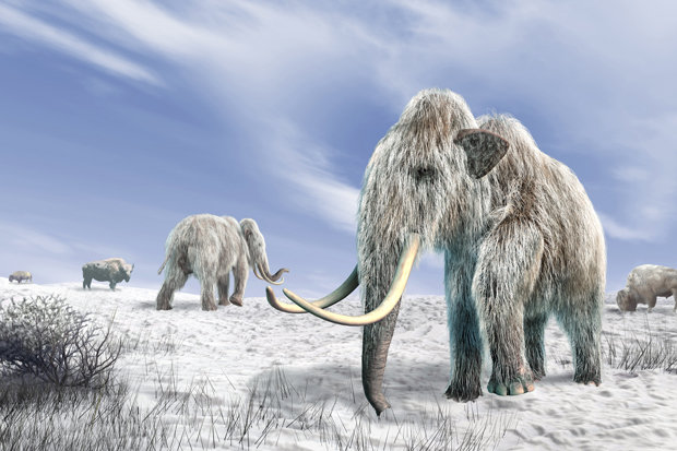 Phát hiện “của quý” voi ma mút 700.000 năm tuổi ở Anh? - 1