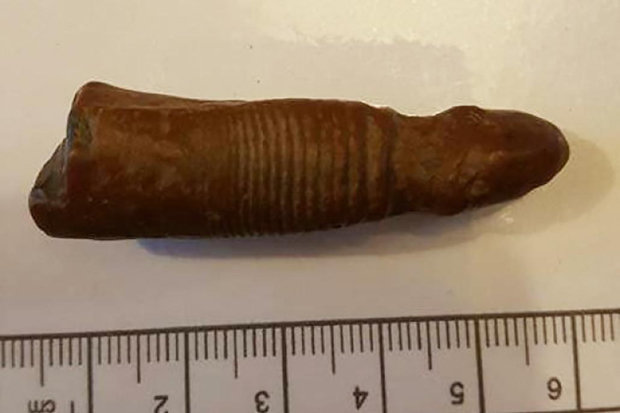 Phát hiện “của quý” voi ma mút 700.000 năm tuổi ở Anh? - 2