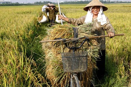 Vượt lên nền nông nghiệp 'cơ bắp' - 2