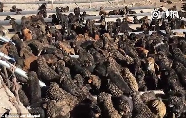 Quan vào tù, gần nghìn chó ngao Tây Tạng bị bỏ rơi ở TQ - 1