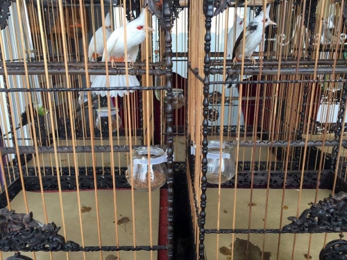 Giải mã gia tài chim, lồng bạc tỉ của "ông vua chim màu VN" - 10