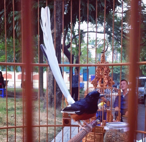 Giải mã gia tài chim, lồng bạc tỉ của "ông vua chim màu VN" - 11