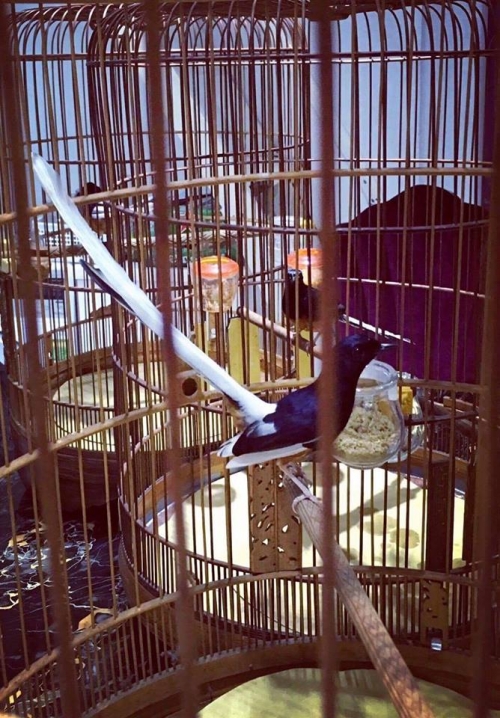 Giải mã gia tài chim, lồng bạc tỉ của "ông vua chim màu VN" - 12