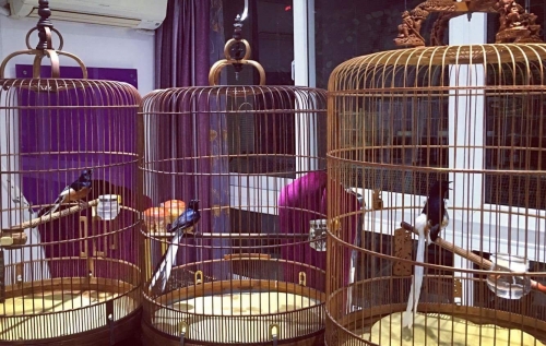 Giải mã gia tài chim, lồng bạc tỉ của "ông vua chim màu VN" - 13