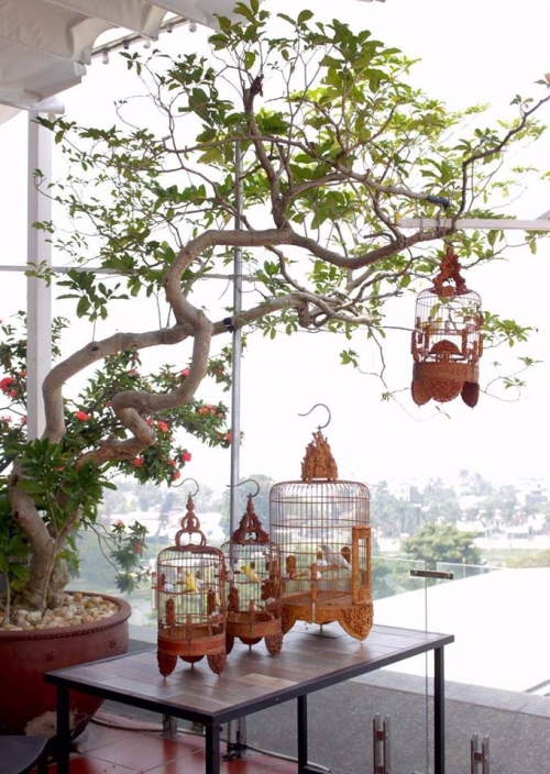 Giải mã gia tài chim, lồng bạc tỉ của "ông vua chim màu VN" - 3