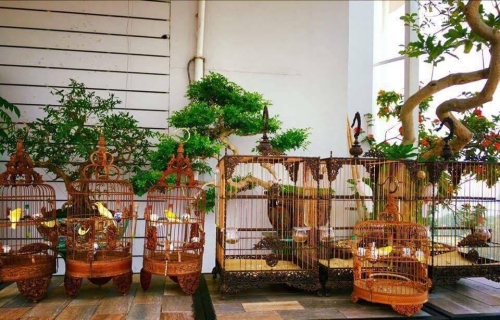 Giải mã gia tài chim, lồng bạc tỉ của "ông vua chim màu VN" - 6