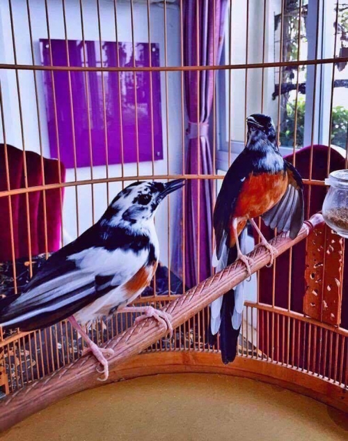 Giải mã gia tài chim, lồng bạc tỉ của "ông vua chim màu VN" - 8