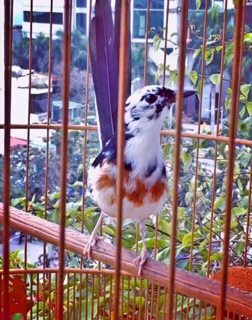 Giải mã gia tài chim, lồng bạc tỉ của "ông vua chim màu VN" - 9